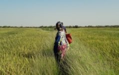 La valle del riso ai confini del Sahara