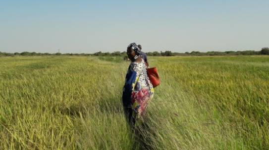 La valle del riso ai confini del Sahara