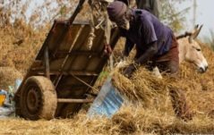 Allevamento familiare: un tesoro da proteggere