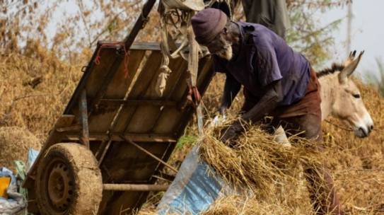 Allevamento familiare: un tesoro da proteggere