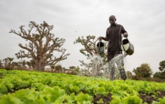 L’impatto del Covid-19 sull’economia locale tra Senegal, Guinea e Guinea Bissau