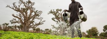 agricoltore in Senegal nell'ambito del progetto di lotta alla malnutrizione