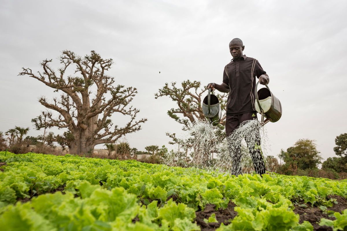 agricoltore in Senegal nell'ambito del progetto di lotta alla malnutrizione