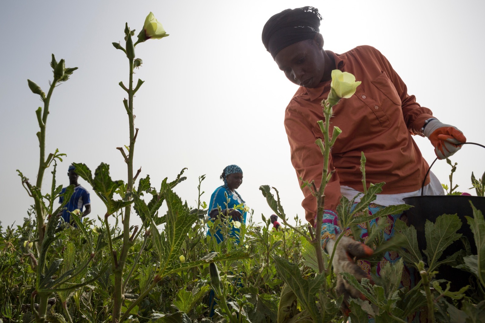 Donna che coltiva per combattere la malnutrizione in Senegal