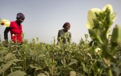 Come ti combatto il cambiamento climatico con l'agroecologia