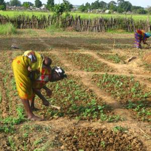 Donna coltiva i campi all'interno del programma di promozione della sicurezza alimentare
