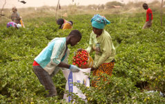 Senegal ProVives