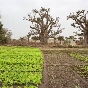 impresa verde campo biologico Senegal