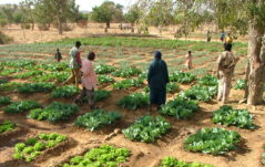 Lavoro e Inclusione Sociale per i giovani maliani