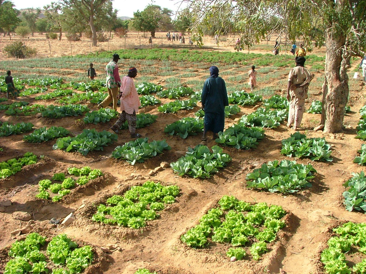 orti per la sicurezza alimentare in Mali