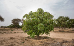 I nostri partner in Senegal