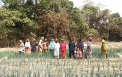 Vacancy - Cooperante in Guinea