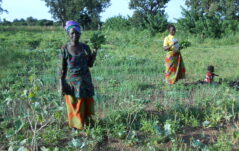Vacancy - Cooperante in Guinea 2