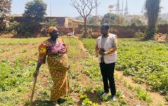 Dove il sapere mette radici: nuovi passi verso l'agroecologia in Guinea